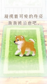 养育柴犬的治愈游戏ios版